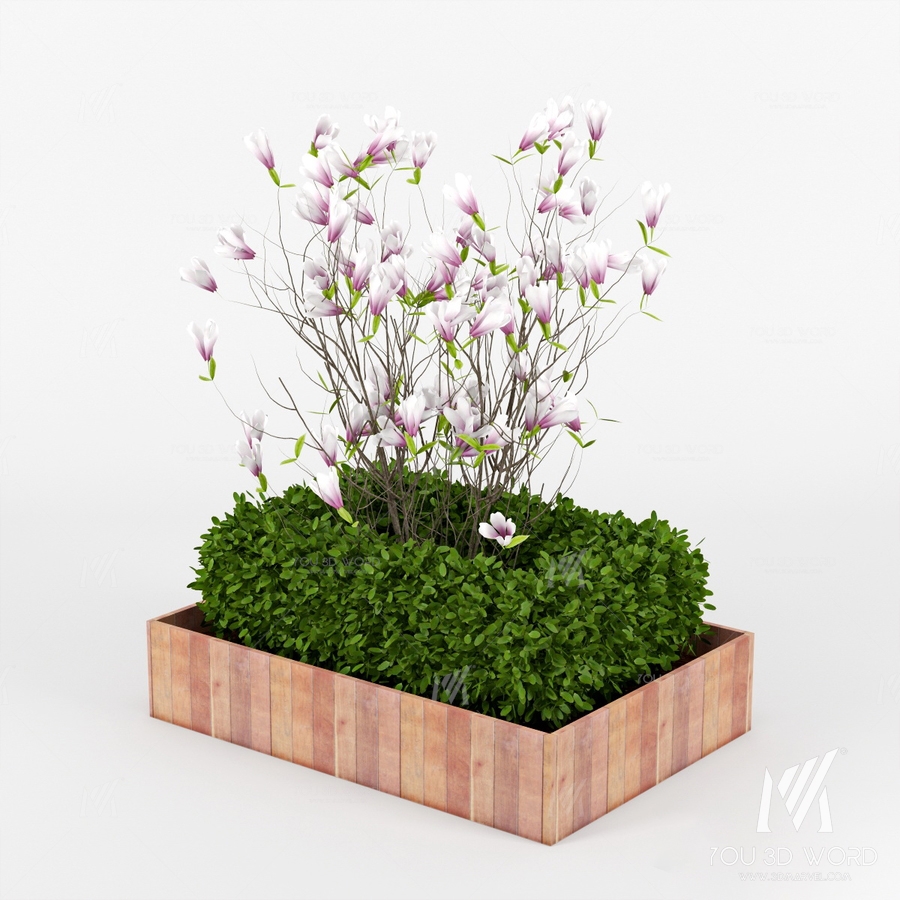 magnolia_II